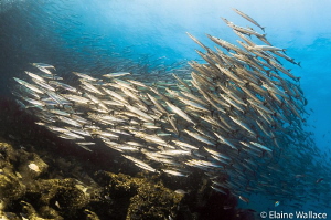 The enormous barracuda school at Darwin that seemed to go... by Elaine Wallace 